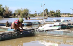 Đắk Nông: Nuôi cá lồng ven sông Krông Nô, vừa nuôi vừa run, miếng ăn tới miệng có khi còn mất