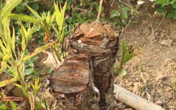 Vụ phá hoại vườn cây hộ nghèo ở Sơn La: Cá nhân sai, bản cũng sai theo