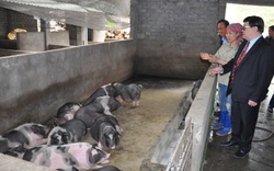 Hà Giang: Bất ngờ nơi nuôi cả ngàn con lợn to đùng bên sông Nho Quế, mỗi con nặng 250kg, lông đầu xoáy bông hoa
