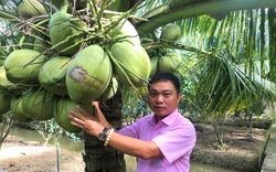 Trồng dừa gì mà cây thấp tè đã ra trái quá trời, ông nông dân Trà Vinh bán dừa giá đắt vẫn "cháy hàng"