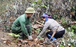 Ngày Thế giới trồng cây: Trồng hơn 21.000 cây gỗ lớn rừng đầu nguồn xứ Thanh