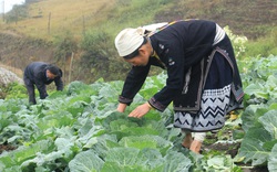 Tuyên Quang: Đem cải bắp, su hào trồng trên đỉnh núi, tưởng khó nhằn hóa ra thu nhập gấp 3 lần ngô lúa
