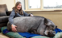 Lợn ỉ Việt Nam nặng 130 kg được gia đình ở Scotland nuôi làm thú cưng