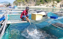 Bình Định: Nuôi loài cá chua trên biển mặn mà ăn lại ngọt lừ, ông nông dân vui như Tết vì điều bất ngờ này