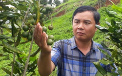 Điện Biên: Cây "tỷ đô" cho quả ngọt đầu mùa