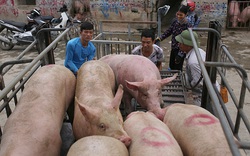 Giá nông sản hôm nay 2/3: Lợn hơi giảm trên toàn quốc, tiêu tăng 500 đồng/kg