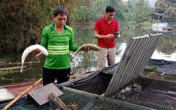 Cá trên sông Mã (Thanh Hóa) vẫn tiếp tục chết hàng loạt