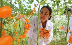 Đắk Lắk: Một cô giáo tập làm nông dân, trồng cà chua lạ công nghệ cao mà tay trái kiếm nhiều tiền hơn tay phải