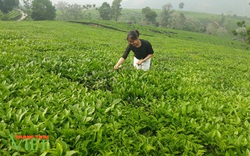 Vị thế cây chè trên đất Tân Uyên