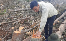 Vụ phá rừng khiến Thủ tướng chỉ đạo ở Khánh Hòa: Mất 7.000 m2 rừng, ai là thủ phạm?