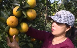 Phú Thọ: Trồng thứ cây ra trái ít hạt lại "ngọt lên ngọt xuống", nông dân này thu nửa tỷ mỗi năm