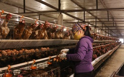 Giá gia cầm hôm nay 21/3: Trứng, gà thịt liên tục ế ẩm, chủ trang trại phải bán tháo, "bỏ chạy"
