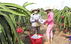 Tiền Giang: Giá thanh long bất ngờ quay đầu tăng cao, thương lái không mời mà đến