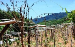 Quảng Ngãi: Dự án trồng cây Sachi-hoàng hậu quả khô tan, tàn lụi cùng tiền tỷ ngân sách

