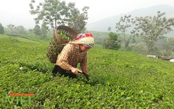 Trồng thứ cây chỉ thu lá và búp, cứ hái lại mọc, dân vùng này khấm khá