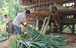 Nuôi thử loài tai cụp, chỉ ăn cỏ và lá cây, bán cả thịt lẫn phân mà lãi tiền tỷ