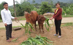 Quỹ HTND kỷ niệm 25 năm thành lập, nhận Huân chương Lao động hạng Nhất: 25 năm đồng hành, giúp nông dân làm giàu