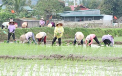 Phù Yên: Trồng lúa hữu cơ, lợi nhuận tăng hơn 8 triệu đồng so với lúa thông thường 