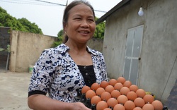 Hà Nội: Kỳ lạ trại gà 4 tháng không phải dọn phân, trứng luộc lên ăn béo thơm mà không thoát "nỗi đau" này