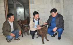 Chủ tịch Hội Nông dân Việt Nam gợi mở điều này giúp dân nuôi chó Mông Cộc ở Hà Giang làm giàu nhanh