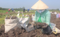 Long An: Cuốc đất phèn ra thứ củ gì mà ai ai cũng vui quên cả mệt vì bán giá cao, bao nhiêu cũng hết?