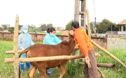 Thái Nguyên công bố dịch viêm da nổi cục trên trâu bò ở Sông Công