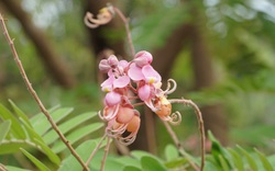 Loài hoa gì ở miền Tây "lên" tận tỉnh Tây Ninh nở quá trời, ai ngắm cũng thấy đẹp mê li, thốt lên trầm trồ?