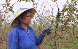 Hà Nội: Nông dân mất mùa dâu do mưa muối