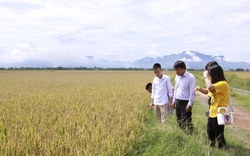 Giá lúa gạo hôm nay 24/3: Giá gạo xuất khẩu Việt Nam lại vượt Thái Lan, khách hàng tới tấp tìm mua gạo Việt