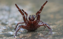 Dân Úc phải gánh chịu “cơn mưa” nhện độc