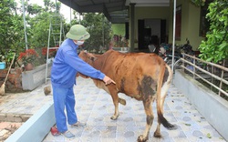 Nghệ An: 240 con trâu bò mắc bệnh "lạ", nổi u cục khắp cơ thể, tỉnh nhập ngay 10.000 liều vaccine
