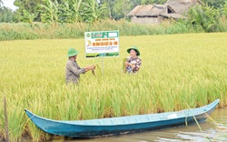 Trồng lúa hữu cơ để né hạn mặn, xuất khẩu sang châu Âu, nhà nông thu lãi lớn