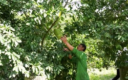 Bạc Liêu: Ghép mãng cầu xiêm lên gốc cây dại, tưởng "làm đại cho xong" ngờ đâu lại kiếm bộn tiền