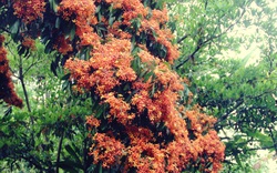 Phú Yên: Đẹp mê mẩn hoa trang rừng cổ thụ bung nở rực rỡ