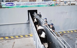 Vinamilk nhập khẩu hơn 2.100 bò sữa HF thuần chủng từ Mỹ về Quảng Ngãi