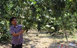 Tuyên Quang: Giúp nông dân làm ăn khá giả trên từng mô hình trồng trọt, chăn nuôi