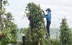 Giá tiêu hôm nay 27/3: Dự báo giá tiêu còn "sóng", nông dân kỳ vọng lãi cao cần làm gì?