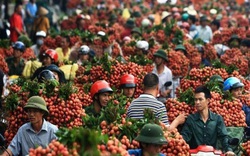 Trung Quốc tăng mua trở lại trái cây Việt Nam