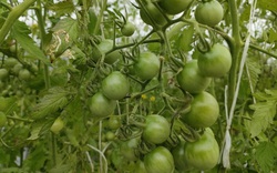 Bình Định: Vườn cà chua chuỗi ngọc mọc chi chít trái trên đồi, ai đến ngắm cũng thốt lên trầm trồ