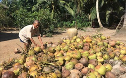 Trà Vinh: Giá dừa khô tăng lên 85 nghìn/chục, nguồn cung khan hiếm