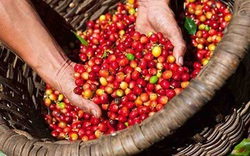Giá nông sản hôm nay 29/3: Giá tiêu thấp nhất 72.000đ/kg, cà phê ổn định