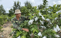 Những vườn cây, trang trại chăn nuôi mang lại hàng trăm triệu, hàng tỷ đồng cho nông dân giỏi