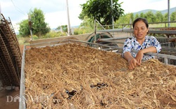 Lâm Đồng: Trồng cây dược liệu cho thu nhập hàng trăm triệu đồng/ha/năm