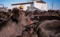 Australia rơi vào cuộc khủng hoảng thịt bò