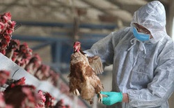 Cúm A H5N8 lây từ gà sang người nguy hiểm như thế nào mà cả WHO và FAO phải cảnh báo Việt Nam?