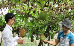 Agribank Cam Lâm tiếp nguồn vốn ưu đãi cho nông dân 