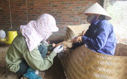 Virus cúm A (H5N8) có thể lây từ gia cầm sang người chưa phát hiện ở Việt Nam 