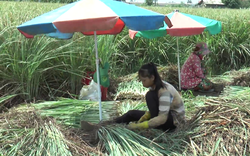 Tiền Giang: Trồng thứ cây gọi thân là củ, tốt um như cỏ dại, đào, nhổ đến đâu thương lái "khuân" hết sạch