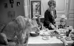 Câu chuyện vừa cảm động vừa đáng sợ về gia đình duy nhất trên thế giới nuôi sư tử như thú cưng trong nhà
