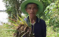 Long An: Ông nông dân trồng thứ lúa lạ, toàn thân tím lịm, bất ngờ thu lời to